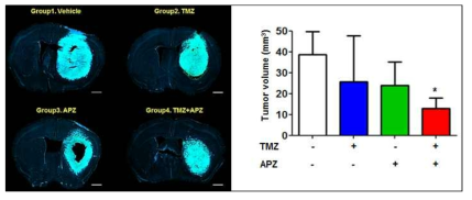 TMZ 화합물과 APZ 화합물의 마우스 교모세포종 (GFP-GL261) orthotropic xenograft 모델에서의 항암 활성 평가