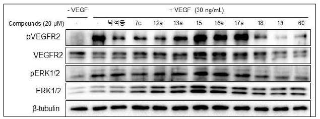 Voa 화합물 유도체의 VEGFR2 저해 효과 검증