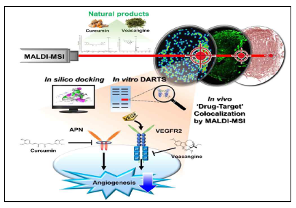 Voa와 커큐민의 표적 단백질 VEGFR2, APN과의 결합을 이미지 질량법으로 제시한 결과 요약