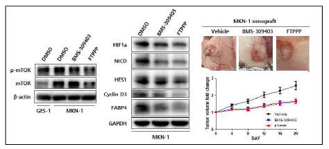 In vitro, in vivo에서 BMS-309403 및 FMPPP의 혈관신생 억제 활성 검증