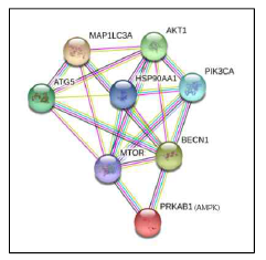 HSP90과 오토파지 관련 단백질들의 네트워크