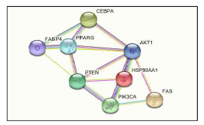 HSP90의 지방세포 분화 관련 단백질 네트워크