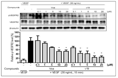 약물의 처리 농도에 따른 pVEGFR2 인산화 저해도 평가 결과