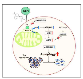 Autophagy 논문 결과 요약