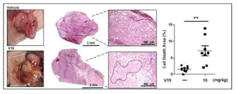 v19 화합물의 암 조직 내 세포사멸 효과