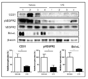 v19 화합물의 암조직의 혈관신생 저해 효과 및 세포사멸 유도 기전 규명