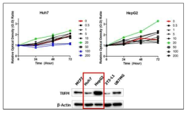 캠페라이드의 간암세포주에서의 세포 증식 저해 활성 및 TUFM 발현량 검증