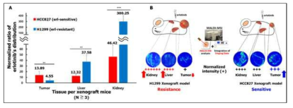 Erl-sensitive, Erl-resistance xenograft 마우스 모델에서 표준화된 erlotinib의 분포 분석 결과