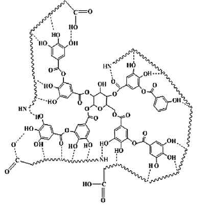 Tannic acid와 protein의 complex 구조