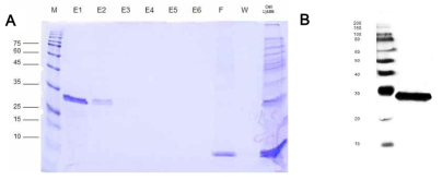 (A) SDS-PAGE of recombinant AvBD8 protein. Target protein size: 22 kDa(Fusion protein) + 4.5kDa = 26.5kDa. M; protein marker. E1~E6; elution 1~6. F; flow-throw. W; wash-throw. (B) Western blot of recombinant AvBD8 using the anti-6ⅹHistidine antibody