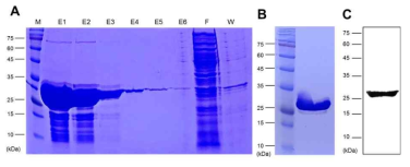 Expression of recombinant AvBD5 using pET32a expression system. (A) Tricine-sodium dodecyl sulfate (SDS)-PAGE analysis. 4.59 kDa (AvBD5) + Fusion protein 22 kDa = 26.59 kDa. M; protein marker, E1; Elution 1, E2: Elution 2, E3; Elution 3, E4; Elution 4, E5; Elusion 5, E6; Elusion 6, F; Flow through, W; Wash through. (B) Dialyzed recombinant AvBD5. (C) Western blot of recombinant AvBD5 using anti-6ⅹHistidine antibody