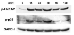 Western blot analysis against p-ERK1/2 and p-p38. HD11 were induced by AvBD5 (100 ng/mL) for 0, 15, 30, 60, 90, and 120 minutes. Total cell lysates were analyzed by Western blot using antibodies against p-ERK1/2, p-p38, and GAPDH