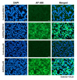 Immunocytochemistry analysis against p-ERK1/2 and p-p38. HD11 were induced by AvBD5 (100 ng/mL) for 1 hour and analyzed by immunocytochemistry antibodies against p-ERK1/2 and p-p38. Both untreated and AvBD5-treated cells were incubated with primary antibodies and then Alexa Fluor 488 goat anti-rabbit IgG (H + L) secondary antibody and stained with DAPI (blue). Scale bar-20 μm