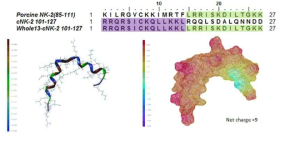 (A) Peptide sequences of pig and chicken NK-lysin and chimeric NK-lysin. (B) Protein structure of chimeric NK-lysin