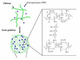 Chitosan과 TPP를 통한 Ionic gelation 방법 원리