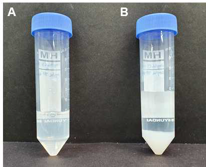 두 가지 방법을 통한 chitosan-TPP nanopaticle 생성. (A)1mg/ml chitosan (1% acetic acid, pH 5.0) 10ml + 1mg/ml TPP 4ml (B) 3mg/ml chitosan (1% acetic acid pH 5.0) 10ml + 10mg/ml TPP 14ml