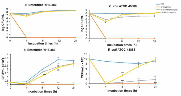 Gram negative bacteria에 대한 α1-CS-NP의 항균 효과 측정. S. Enteritidis YHS 386과 E. coli ATCC 43888에 PBS, α1 peptide, α1-CS-NP, CS-NP를 0, 4, 8, 12, 24 시간 동안 처리 후, colony counting assay를 통해 CFU 측정함. * p<0.05, ** p<0.01, and *** p<0.001
