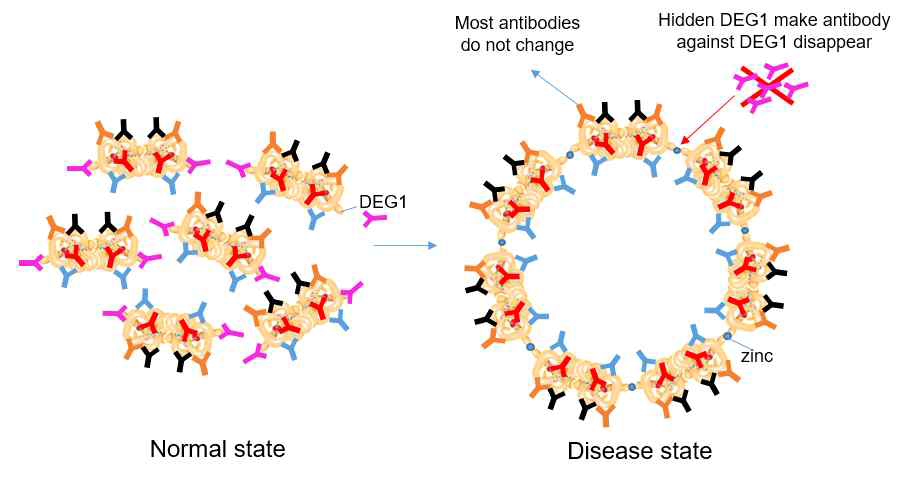 DEG1 항체 감소 현상에 대한 scheme