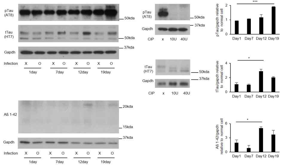 Western blot를 통한 타겟 바이러스 감염에 의한 beta-amylid1-42, tTau, pTau 분석
