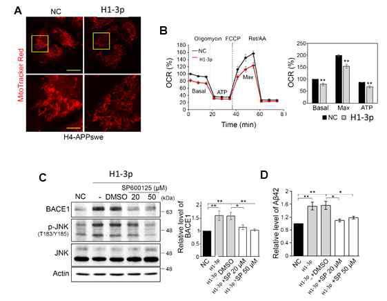 miR-H1-3p 과발현에 따른 미토콘드리아 기능 변화 확인