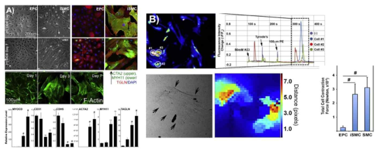 A) Phenotypic characterization of iSMC. 7 days of MYOCD overexpression. SMC markers (ACTA2, MYH11, TGLN) increased in iSMC vs. EPC. B) iSMC functional characterization. Calcium transient activity monitored using RGECO-1 indicated fluorescence peak in iSMC upon addition of 100uM PE, indicating a contractile response to a known vasoconstrictor drug. Furthermore, iSMC displayed a significantly higher cell contraction force than EPC and at a comparable level to native SMC