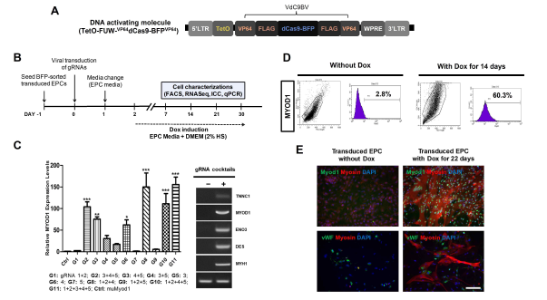 (A) 형질도입을 위해 사용된 리프로그래밍 인자 구조, (B) 실험 타임라인, (C) gRNA 배합에 따른 endogenous MYOD1 발현정도(좌)와 skeletal muscle cell 관련 마커 발현 결과 (우), (D) Dox 처리에 따른 MYOD1 발현 세포 population 차이, (E) Dox 처리에 따른 skeletal muscle cell 마커 발현