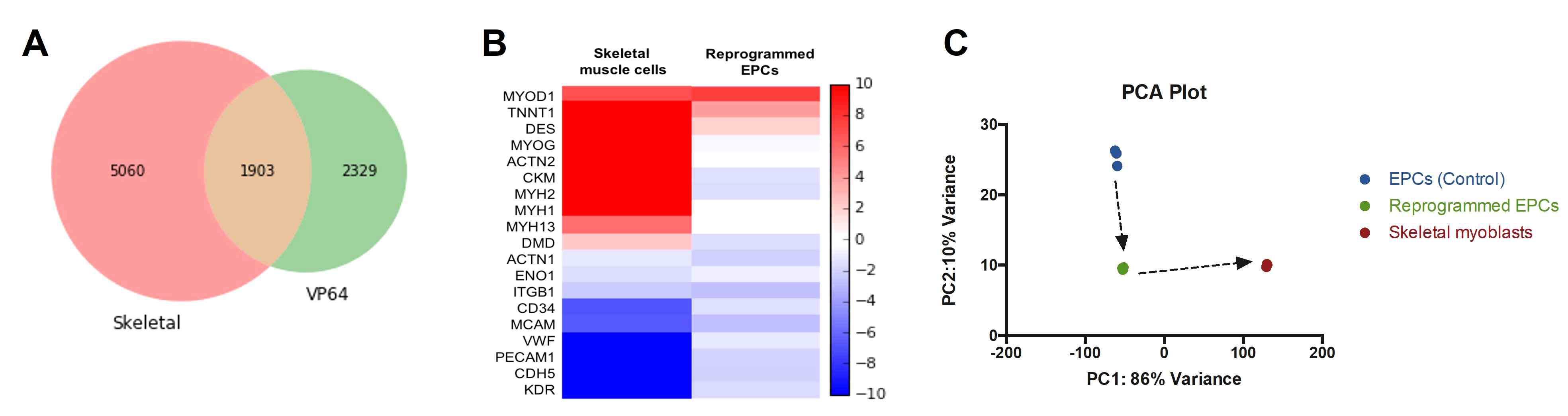 직접치환 된 세포의 RNA seq 분석 결과. (A) 벤다이어그램, (B) Heat map, (C) PCA 분석결과