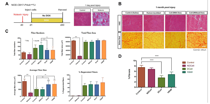 (A) 동물실험 타임라인 (좌), Notexin 처리에 따른 근육손상모델 확인 (우), (B) 재생된 근육조직의 histology, (C) 재생된 근육섬유의 형태학적 분석, (D) 형태학적 분석 결과를 바탕으로한 fibrosis 정도 평가