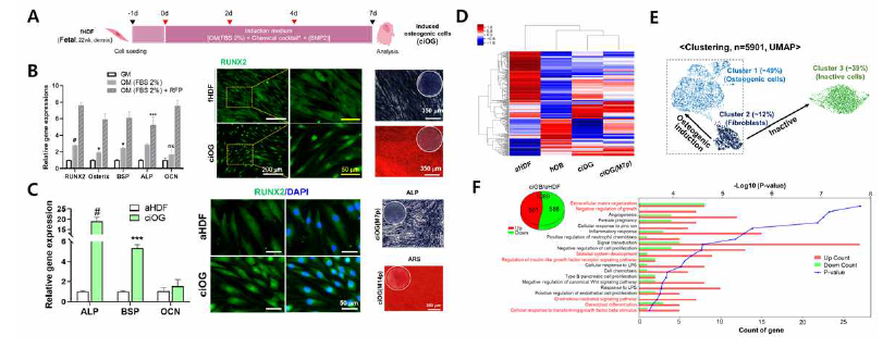 A) 조골세포 치환을 위한 chemical library 진행 timetable 및 배양 조건 B) 태야유래 섬유아세포로부터 유도된 조골세포의 phenotype c) 성인유래 섬유아세포로부터 유도된 조골세포의 phenotype c) Bulk RNA seq을 통한 글로벌한 전사 변화의 Distance-based clustering 분석 E) Single cell seq을 통한 clustering F) Top 20 gene의 GO term 분석
