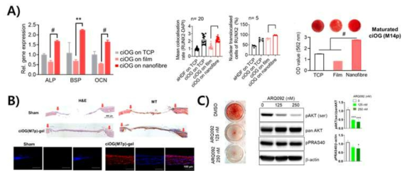 A) PCL film과 nanofiber 하에서 조골세포로 치환 후 phenotype 분석 및 B) 면역결핍마우스에 이식 후 조직학 분석 C) 질병모델 구축을 위한 질병유래 세포를 이용한 조골세포 유도 후 Drug 효과 검증