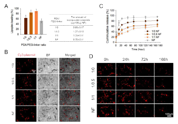 폴리도파민 수식 나노피브릴의 유전자 지질복합체 봉입 및 분해성 링커 혼합 비율에 따른 유전자 지질복합체 방출 측정. (A) 폴리도파민 수식 나노피브릴의 유전자 지질복합체 봉입 효율, (B) Cy3 표지 유전자를 이용하여 유전자 지질복합체의 나노피브리 표면에 수식을 형광현미경으로 관찰, (C, D) 유전자 지질복합체의 방출 확인