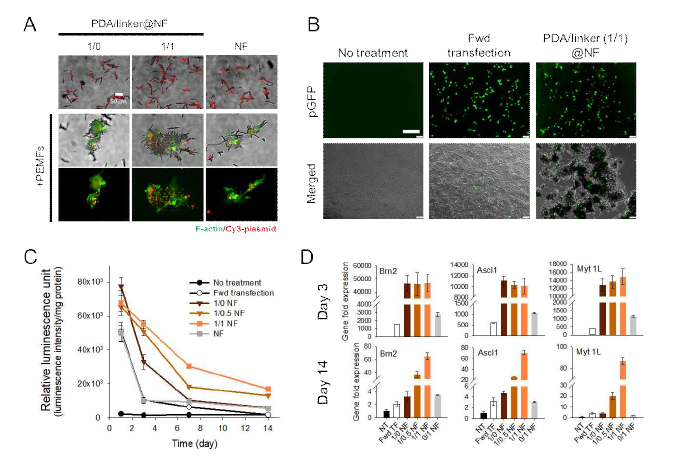 In vitro transfection. (A) 유전자 지질복합체가 봉입된 나노피브릴 표면에 세포가 부착된 모습, (B) 녹색형광단백질을 발현하는 리포터 유전자를 봉입한 나노섬유를 매개로 한 transfection 결과, 세포 내 녹색형관단백질 발현 관찰, (C) 발광효소 (luciferase) 발현 리포터 유전자를 봉입한 나노피브릴을 매개로 한 transfection 진행, 14일동안 단백질 발현 양상 관찰, (D) 3일과 14일 차 BAM 유전자 발현 분석 결과