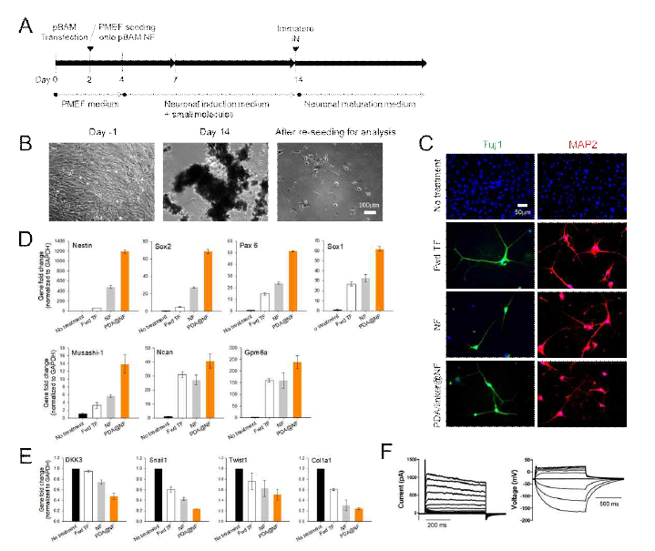 쥐 배아섬유세포를 신경세포로 직접 치환. (A) 직접분화 타임라인 도식, (B) BAM 유전자 봉입 나노피브릴을 매개로 Transfection 진행에 따른 세포 모양 변화, (C) 신경세포로의 직접치환에 따른 신경세포 마커 (TUJ1과 MAP2) 발현 관찰, (D) 14일 째, 직접치환된 세포의 신경세포 특이적 마커 및 (E) 섬유아세포 관련 유전자 발현, (F) 직접 치환된 신경세포의 전기생리학적 특성 분석