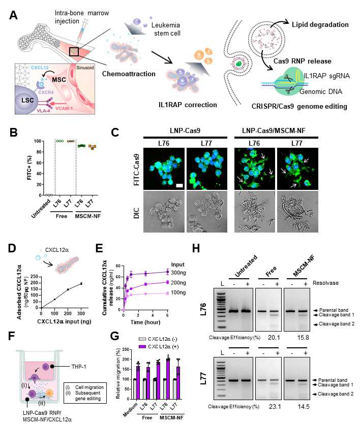 생체환경 모사 나노지지체를 이용한 급성 골수성 백혈병 줄기세포 타겟 및 유전자 가위 전달을 통한 유전자 편집. (A) 나노지지체의 급성 골수성 백혈병 줄기세포 타겟 모식도. (B-C) 유전자 가위 봉입 리포좀의 세포 내 유입과 유입율 평가. (D-E) 케모카인인 CXCL12α의 봉입과 방출 평가. (F-H) 나노지지체로부터 방출된 CXCL12α에 의한 in vitro 세포 이동 평가와 이동된 세포의 유전자 교정율 평가