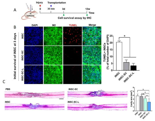 직접치환한 iNSC를 silk-collagen (SC) 및 silk-collagen with laminin (SC-L) 젤과 함께 전달하여 척수손상모델에 적용: A. Injury 직후 transplantation 하여, 12주간 진행한 실험 스캐줄. B. 초기 세포의 생존력이 젤을 통해 전달할 경우 월등히 높아짐을 TUNEL염색(apoptosis marker)을 통해 확인. C. Caviaty 크기가 젤을 통해 iNSC 전달할 경우 훨씬 줄어듬