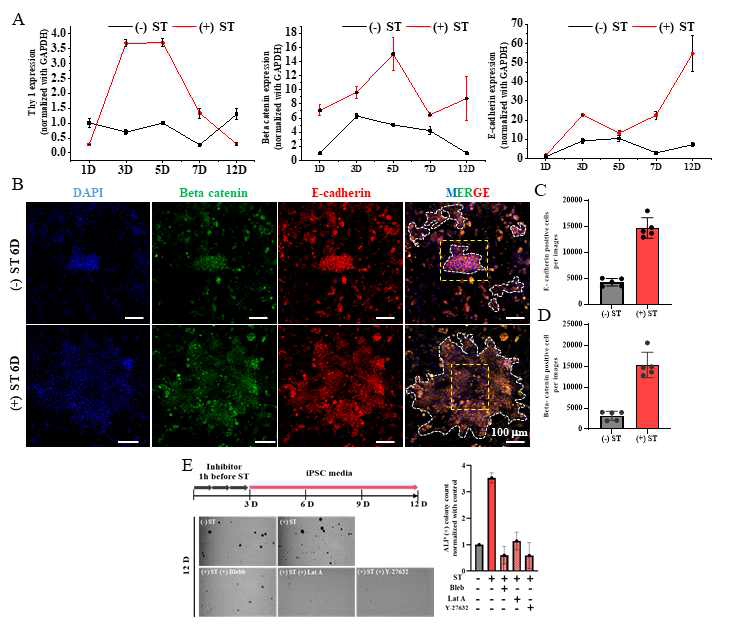 리프로그래밍 중 MET phase로의 진입 확인. (A) 리프로그래밍 상황에서의 fibroblast 마커 (Thy-1), MET 마커 (beta-catenin, E-cadherin)의 mRNA level을 확인함으로 12일 후 모두 iPSC로 리프로 그래밍 되었음을 확인. (B) A번과 마찬가지로 MET상태에서의 beta catenin, E-cadherin level 확인. (C,D) B번의 단백질 level 정량. 수립된 iPSC의 체내 분화능 검증. (E) Actin fiber inhibitor로 리프로그래밍에 있어 actin이 중요함을 확인함