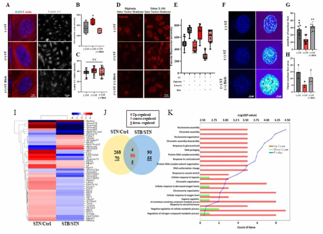 MET phase진입 동안 인장력의 역할과 RNA-seq. A) actin fiber의 생성이 인장력이 있는 환경에서 세포 핵 주변으로 많이 생김을 확인함. 하지만 actin fiber contractile 저해제를 처리 하고 인장력을 가한 그룹에서는 핵 주변으로 actin fiber가 모이지 않음을 확인. 그리고 이 actin fiber의 증가는 세포 핵 안 Lamin A/C의 변화를 일으키지 않음을 확인함. B-C) Actin, Lamin A/C의 형광 세기 정량 그래프. D) 두 가지의 다른 약물을 이용하여 outer, inner nuclear membrane에 존재하는 LINC 단백질 중 emerin의 위치를 확인함. E) emerin의 형광 세기 정량을 통해 인장력으로 인해 outer nuclear membrane으로 이동하지 않음을 확인함. F) 인장력으로 인해 자극받은 세포핵내 염색질의 변화를 nuclear foci의 생성정도를 heat map 방식으로 관찰함. G-H) Nuclear foci의 개수, outer nulcear foci의 area를 정량한 graph. I) RNA-seq을 통해 인장력을 준 그룹과 인장력과 actin 저해제와의 RNA expression cluster heat map을 통해 서로 다른 level의 RNA를 exprssion함을 확인함. J) 인장력 과 인장력 + 저해제 그룹 사이 contra-regulate gene이 50개가 있음을 확인함. K) 이 50개의 gene의 연관성을 묶어 표현해 주는 graphic chart