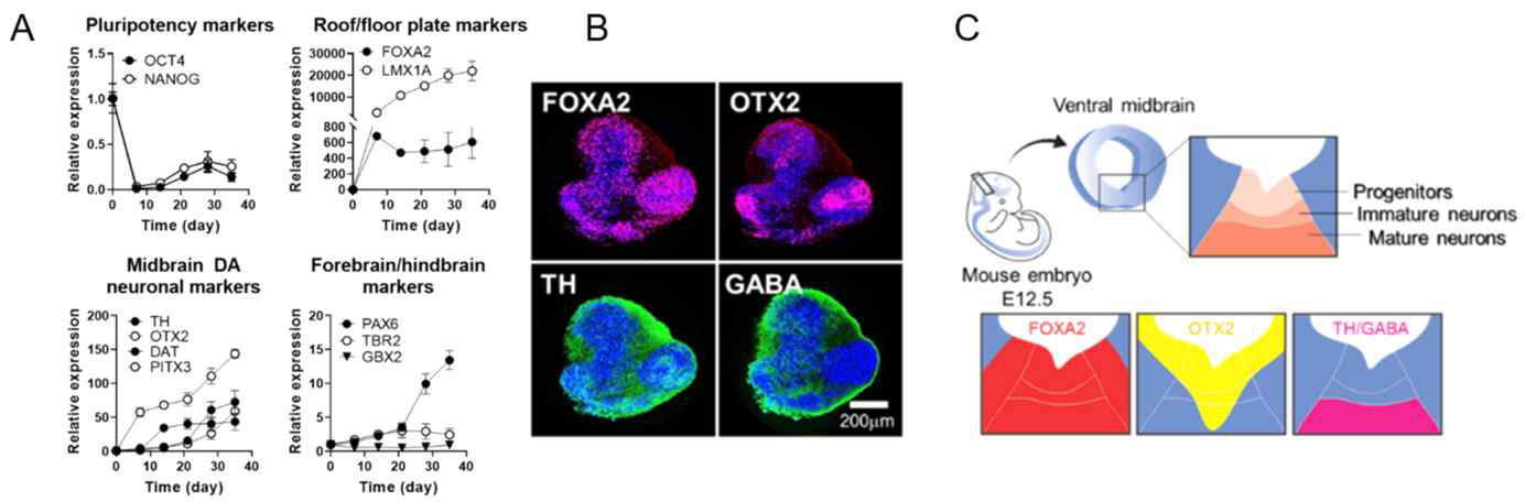 중뇌 오가노이드 특성화. (A) 중뇌 오가노이드 발달에 따른 유전자 발현 패턴, (B) 중뇌 오가노이드의 신경세포 전구체 (FOXA2, OTX2) 및 중뇌 특이적 신경세포 (TH, GABA) 마커 면역염색 결과, (C) 쥐의 중뇌발달에 따른 키 유전자 전사인자 발현 패턴의 모식도