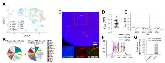 중뇌 오가노이드의 질적 평가. (A-B) Single cell RNA sequencing을 통한 세포 종류 및 구성 파악. (C-F) 중뇌 오가노이드 신경세포의 전기생리학적 특성 평가. (G) 도파민 합성 및 분비 평가