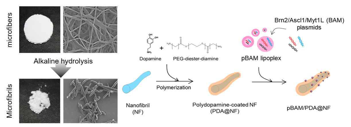 Nanofibrils for pDNA delivery to direct convert fibroblasts to neurons