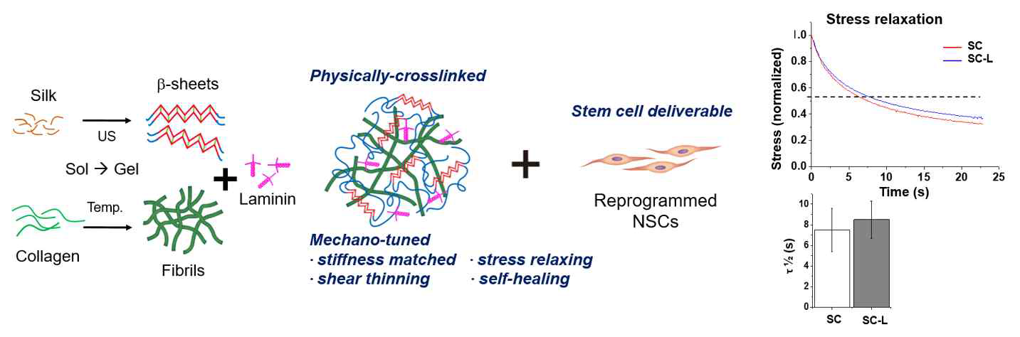 Mechanically-tuned silk-collagen gel for the induced neural stem cells (iNSC) delivery to nerve injury (NPJ Reg Med, in revision)