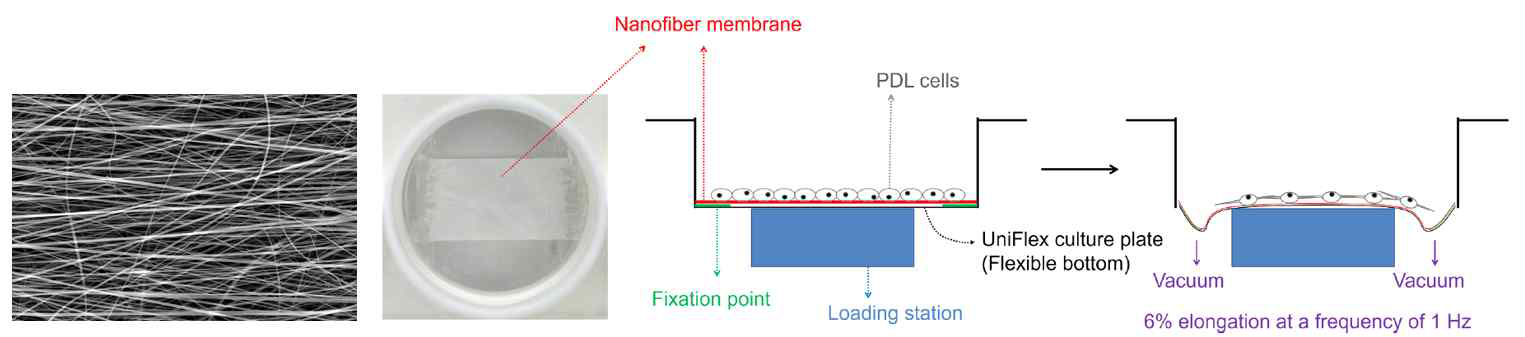 Mechanical stretch system combined with engineered matrix (Kim JH et al., PLoS One, 2016)