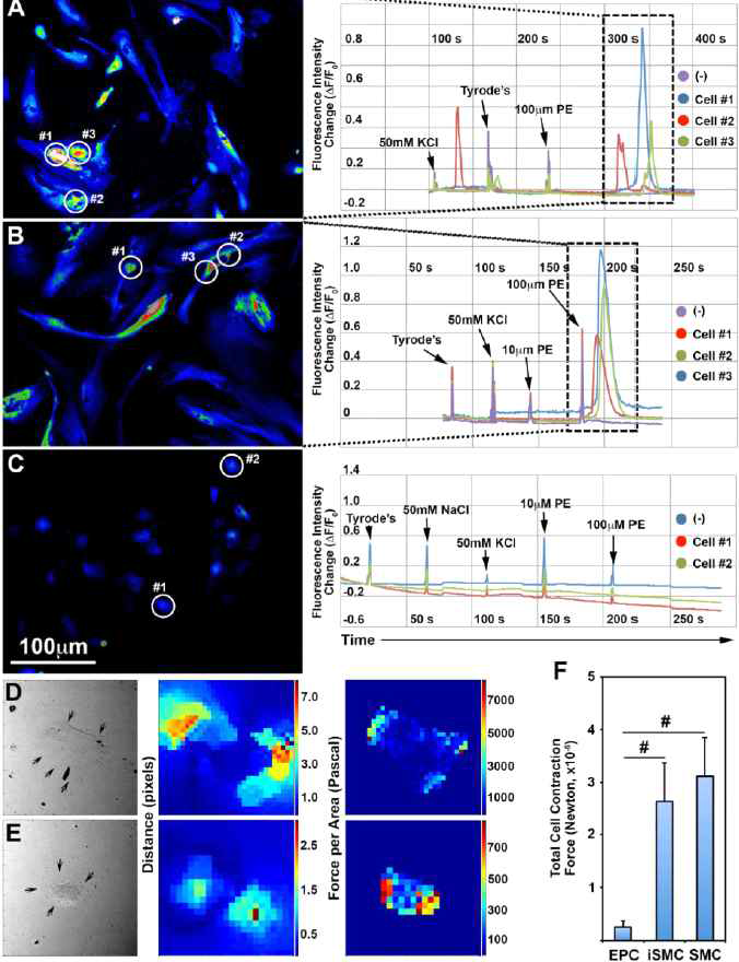 Functional characterization of iSMC using calcium transient mapping and cell traction force mapping (Biomaterials, in review)