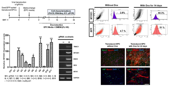 Reprograming EPCs into skeletal myocytes (iMyo) via transactivation of the endogenous hMYOD1 gene with CRISPR/VP64dCas9-BFPVP64 system