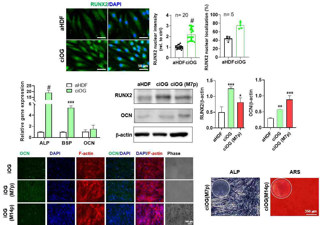 Characterizations of osteogenic cells reprogrammed from chemical cocktail (RFP) (to be submitted)