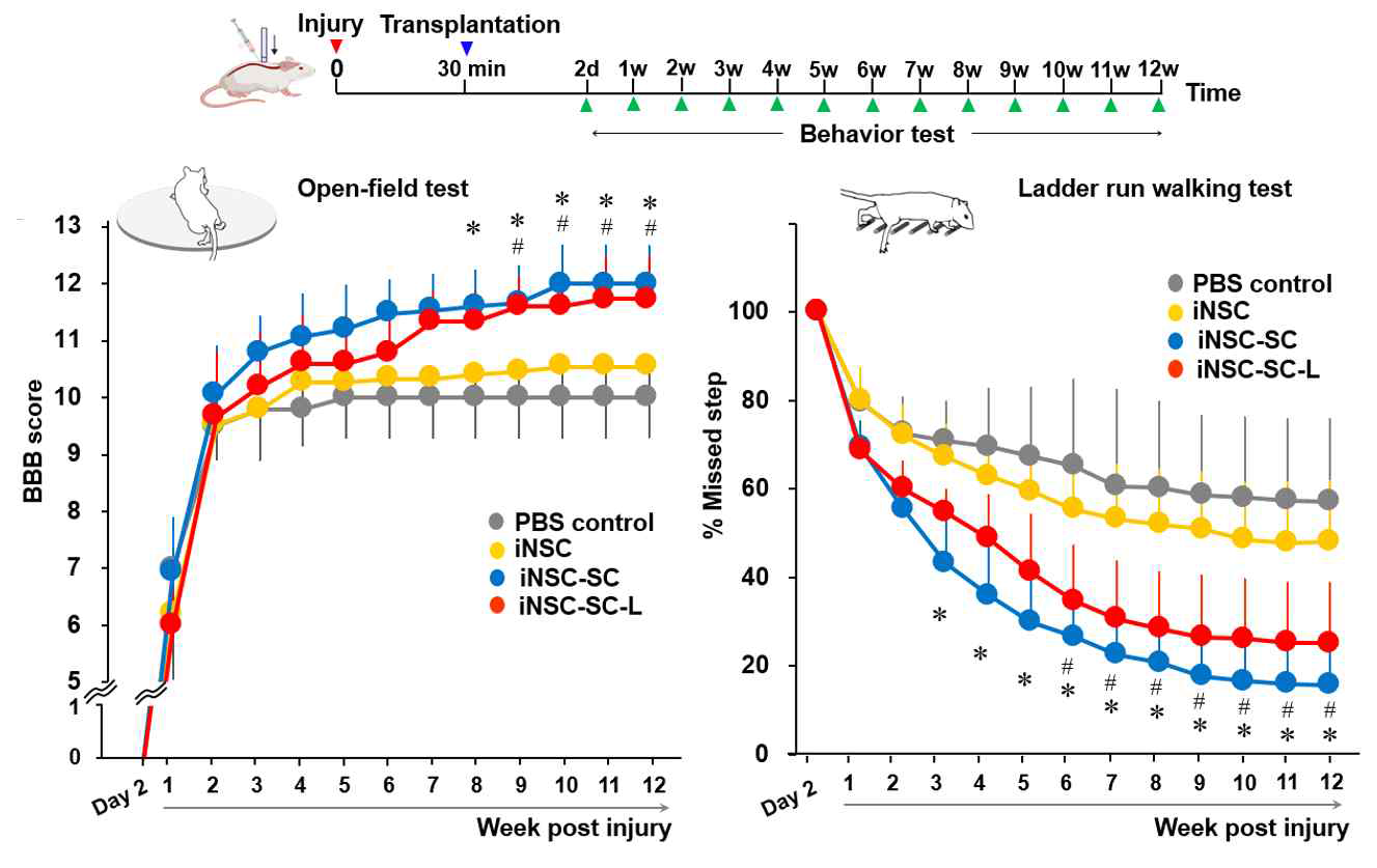 In vivo functional assay of the transplanted iNSC with hydrogel (SC, SC-L) showing the efficacy of the iNSC in spinal cord recovery