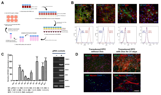 (A) Schematic diagram of isolating EPCs from UCB, (B) Immunocytochemical characterization of EPCs using immunostaining (top) and flow cytometry (bottom) (scale bar, 50um), (C) Activation of endogenous MYOD1 using qRT-PCR (left) and expression of other skeletal muscle cell-related markers using RT-PCR (right), (D) Expression of skeletal muscle cell markers for a long-term activation of MYOD1 in vitro with dox compared to the cells without dox (scale bar, 200um)