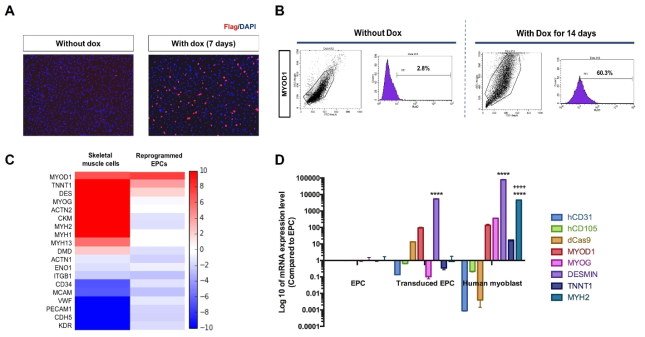 (A) The expression of FLAG-tag+ cells with and without dox induction for 7 days, (B) Expression of MYOD1 on the transduced EPCs without and with dox for 14 days, (C) Heat maps representing the changes of gene expression levels for the skeletal muscle cells and reprogrammed EPCs after 5 days of dox induction compared to original EPCs, (D) Changes in gene expressions for EPC, transduced EPC (with 30 days of dox induction), and human myofibroblasts (positive control). The symbols **** and ++++ indicates p<0.001; the former indicates comparison with EPC and the latter indicates comparision with the transduced EPC