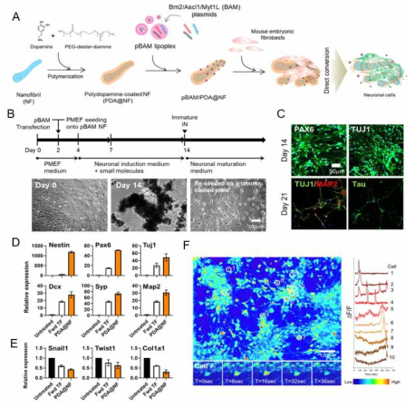 pDNA-nanofibril delivered iN. (A) experimental diagram, (B) time line for direct reprogramming, (C) BAM factor incorporated nanofirbil-mediated iN morphology, (D) neuronal markers (Nestin, Pax6, Tuj1, Dcx, Syp, Map) (E) MEF markers (Snail1, Twist1, Col1a1), (F) calcium imaging of iN