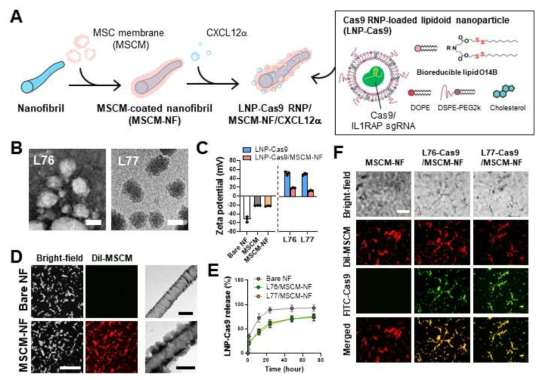 Nanofibril-based CRISRP-Cas9 delivery system for reprogramming of leukemia stem cells (LSCs). (A) Schematic of lipidoid nanoparticle (LNP)-encapsulated Cas9 ribonucleoprotein (RNP) delivery system. PCL nanofibrils (NF) that mimic the bone tissue environment were coated with mesenchymal stem cell membrane (MSCM) and were loaded with CXCL12α cytokine and LNP-coated Cas9 RNP. (B) TEM images of LNP-Cas9 nanoparticles L76-Cas9 and L77-Cas9. Scale bar, 100 nm. (C) Zeta potential of free LNP-Cas9 or LNP-Cas9 on MSCM-NF. (D) (Left) CLSM images of bare NFs and MSCM-NF. MSC membrane was stained with DiI dye (red) to show colocalization of nanofibrils and MSCM. Scale bar, 50 μm. (Right) TEM images of bare NF and MSCM-NF. Scale bar, 500 nm. (E) Release profile and efficiency of LNP-Cas9 on MSCM-NF. (F) CLSM images showing colocalization of FITC-LNP-Cas9 and DiI-MSCM-NF. Scale bar, 50 μm